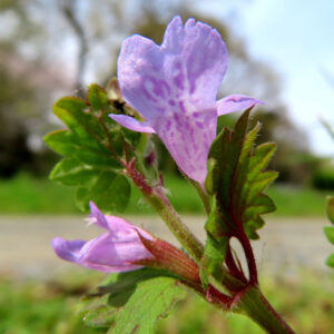 カキドオシの垣を通す春の薄紫花を撮影した花写真
