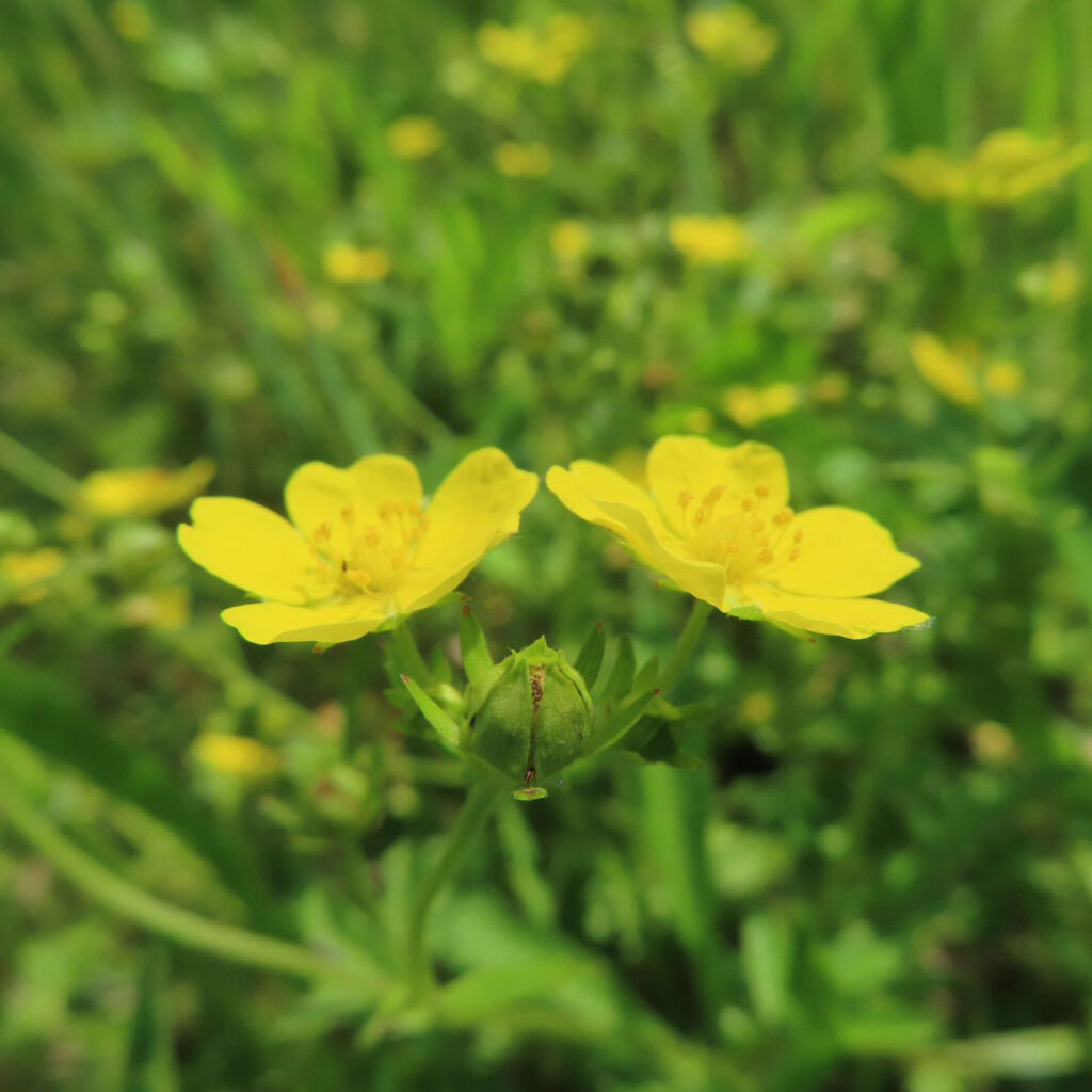 ヘビイチゴが黄色い花を咲かせています