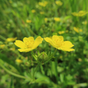 ヘビイチゴの黄色い花を撮影した花写真