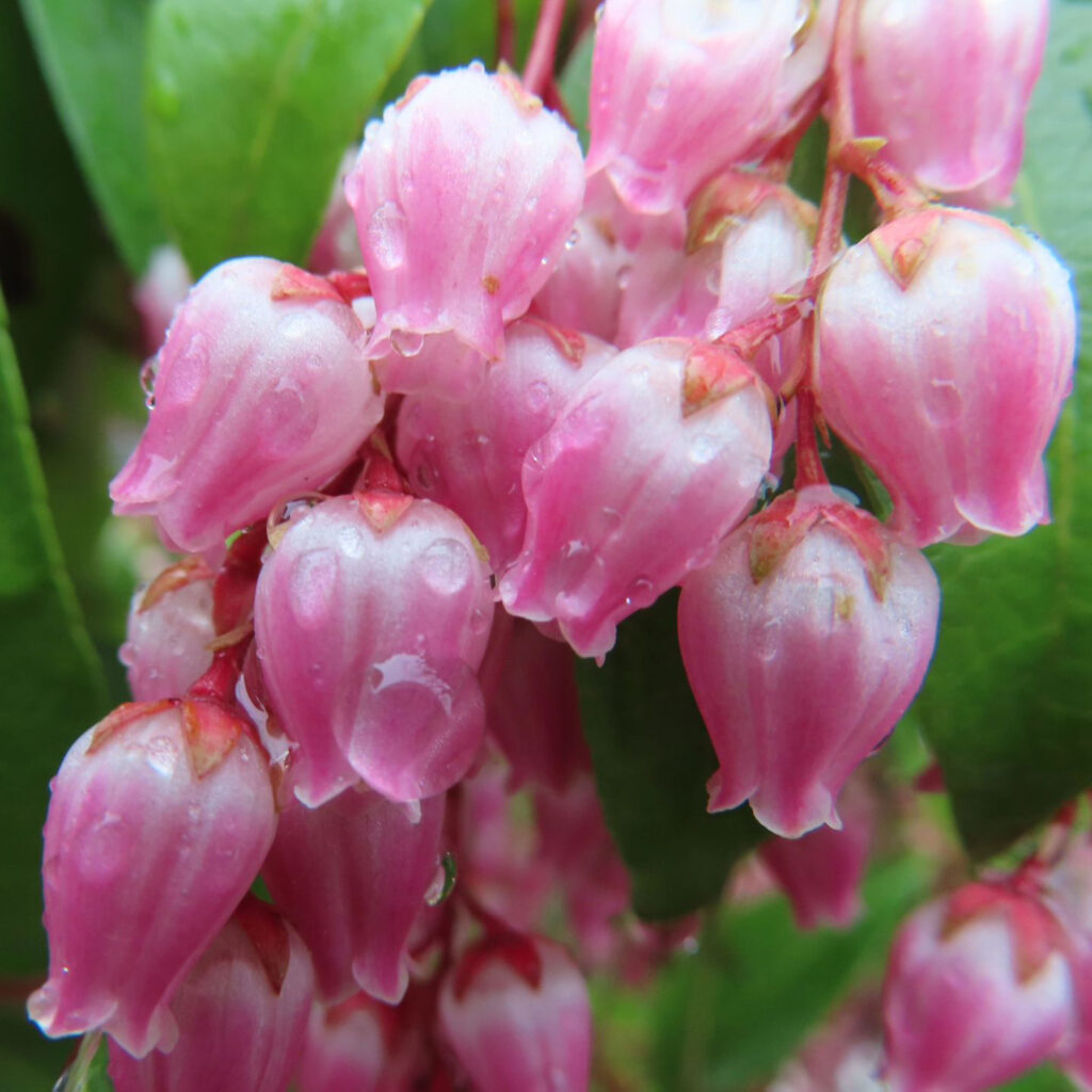 アセビがピンク色の花を咲かせています