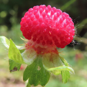 ヘビイチゴの黄色い花を撮影した花写真