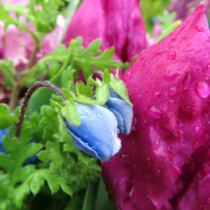 ネモフィラの空色のBaby blue eyesを撮影した花写真