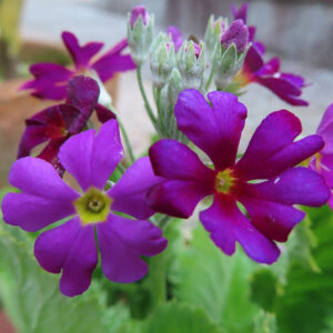 プリムラの春を告げる花を撮影した花写真