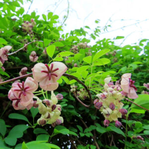 アケビのつるに咲く紫花を撮影した花写真