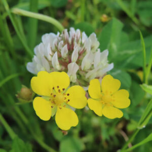 ヘビイチゴの黄色い花を撮影した花写真