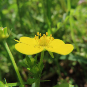 ヘビイチゴの黄色い花を撮影した花写真