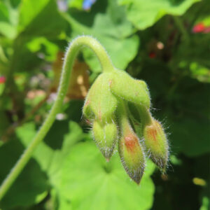 ゼラニウムの天竺葵とくちばし形を撮影した花写真