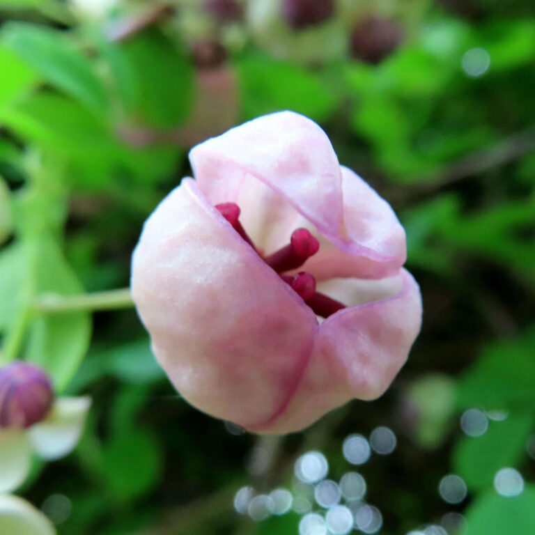 アケビの花写真
