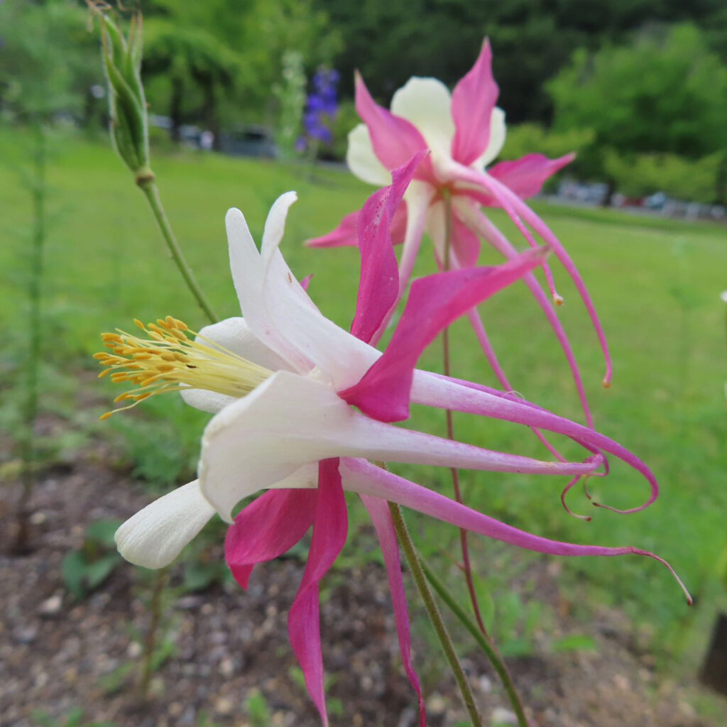 白とピンク色のオダマキの花を横から見ています