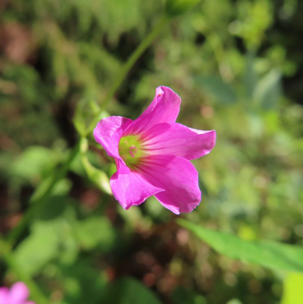 開き始めたムラサキカタバミのピンク色の花