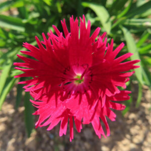 ナデシコの秋の七草を撮影した花写真