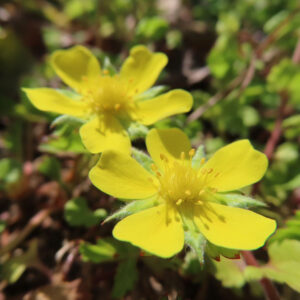 ヘビイチゴの黄色い花を撮影した花写真