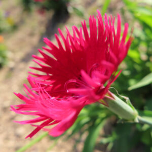 ナデシコの秋の七草を撮影した花写真