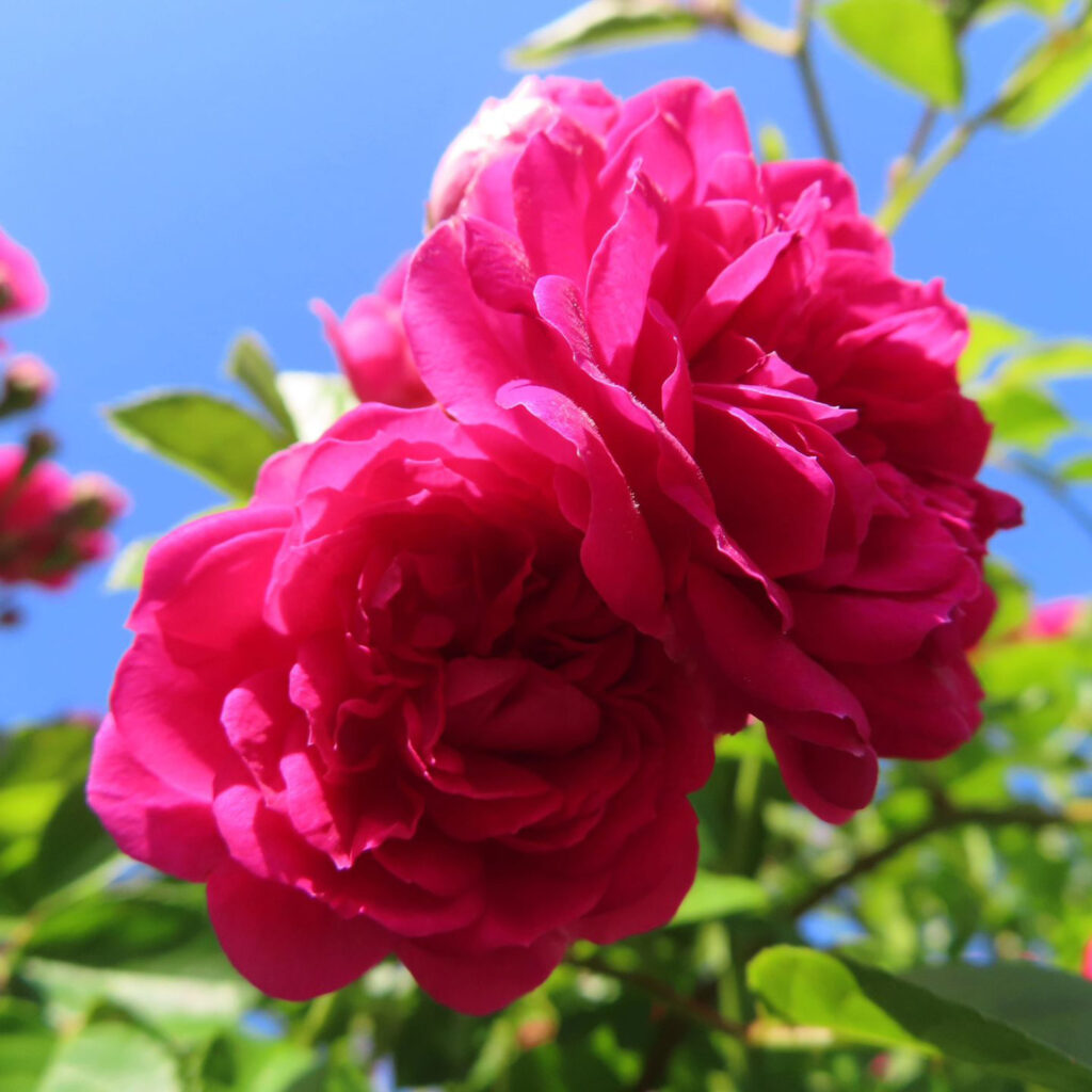 バラがピンク色の花を咲かせています