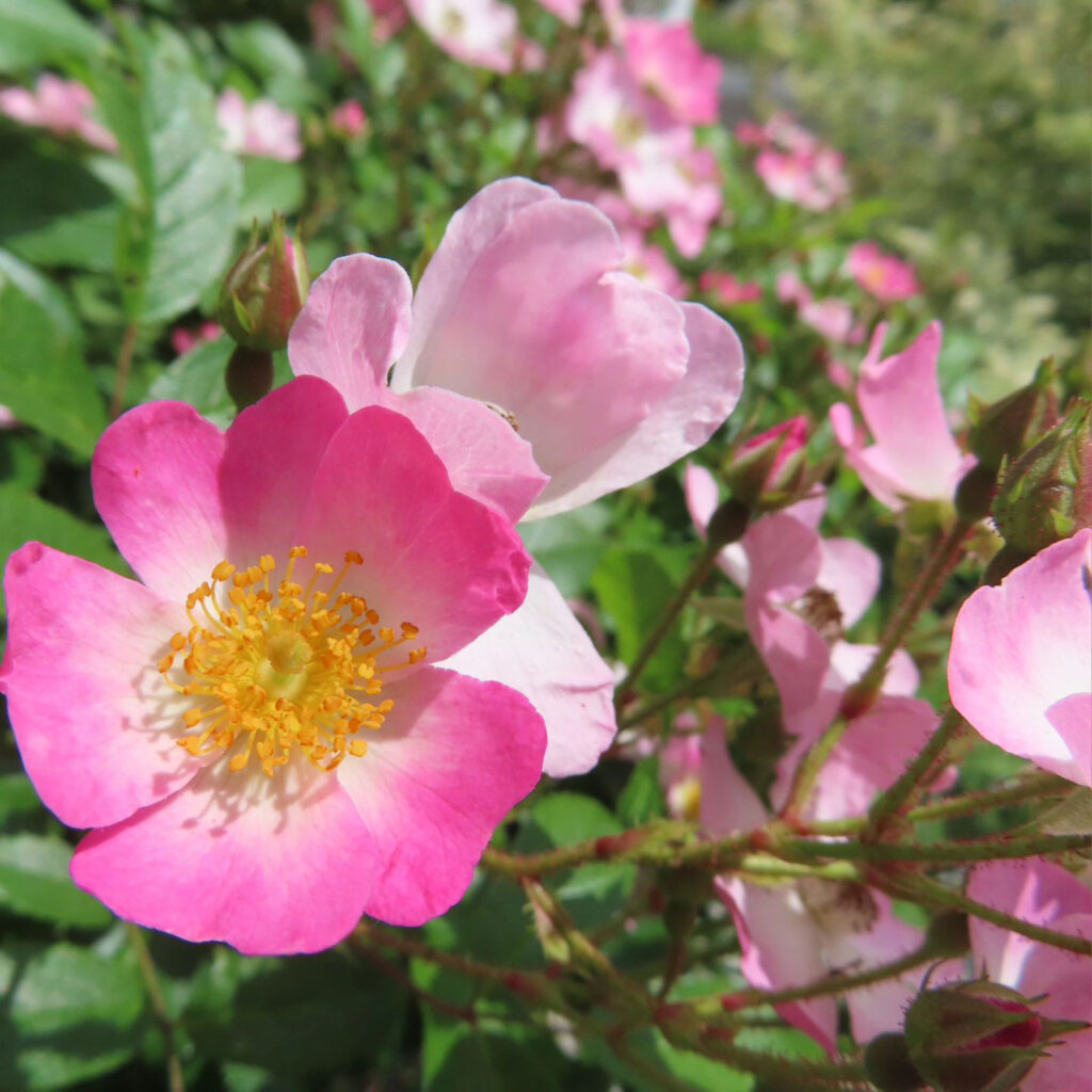 ノイバラがピンクの花を咲かせています