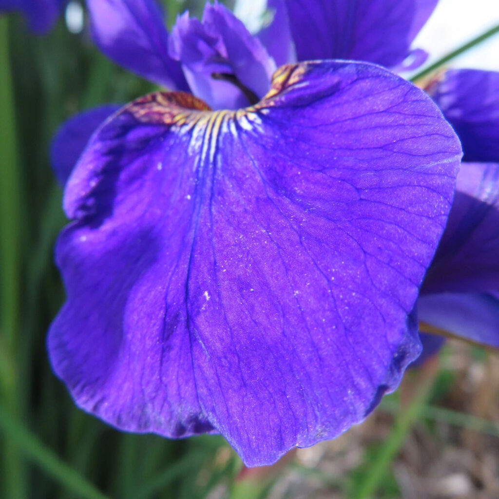 アヤメが紫色の花をさかせています