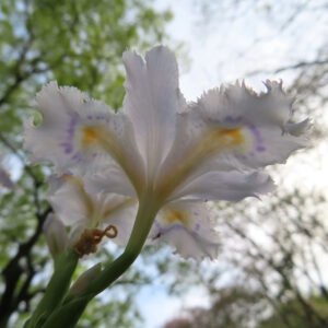 シャガの日陰に咲く文様花を撮影した花写真