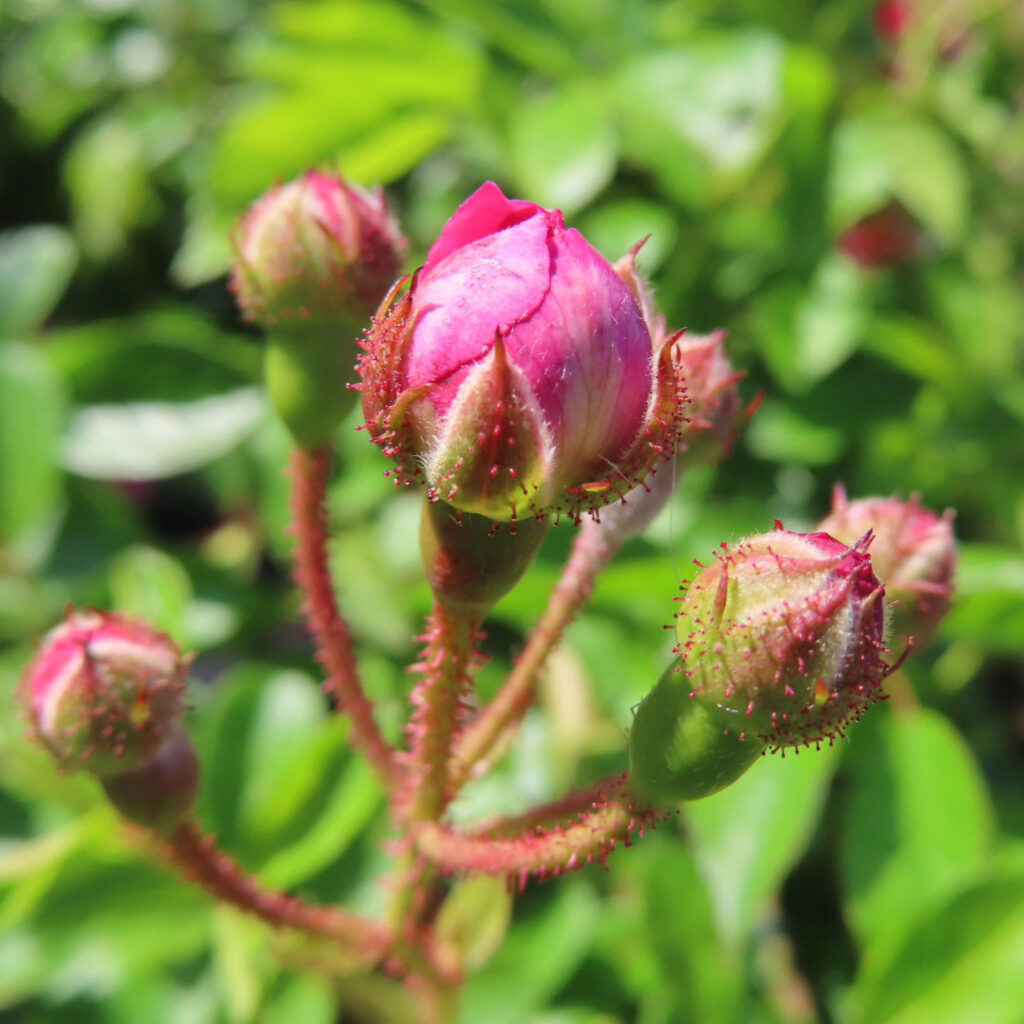 ピンク色の花の蕾