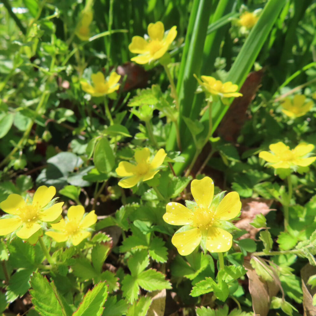 ヘビイチゴが黄色い花を咲かせています