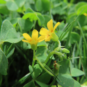 カタバミの片喰の三小葉を撮影した花写真