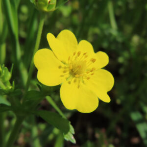 ヘビイチゴの黄色い花を撮影した花写真