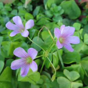 ムラサキカタバミの淡紅紫の片喰花を撮影した花写真