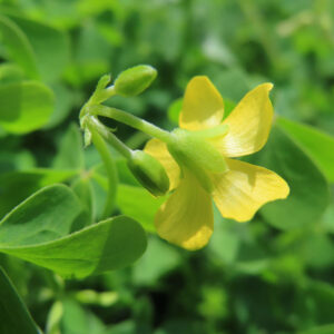 カタバミの片喰の三小葉を撮影した花写真