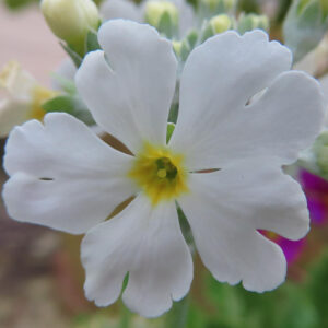 プリムラの春を告げる花を撮影した花写真