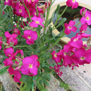 ストックのまっすぐ香る花穂を撮影した花写真