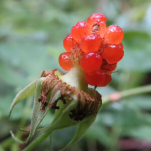 クサイチゴの白花を撮影した花写真