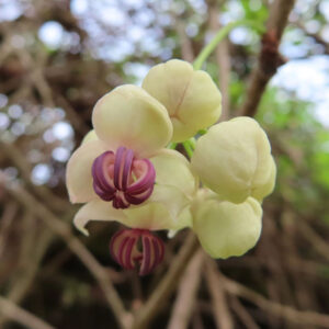 アケビのつるに咲く紫花を撮影した花写真