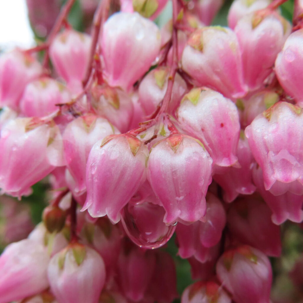 アセビがピンク色の花を咲かせています