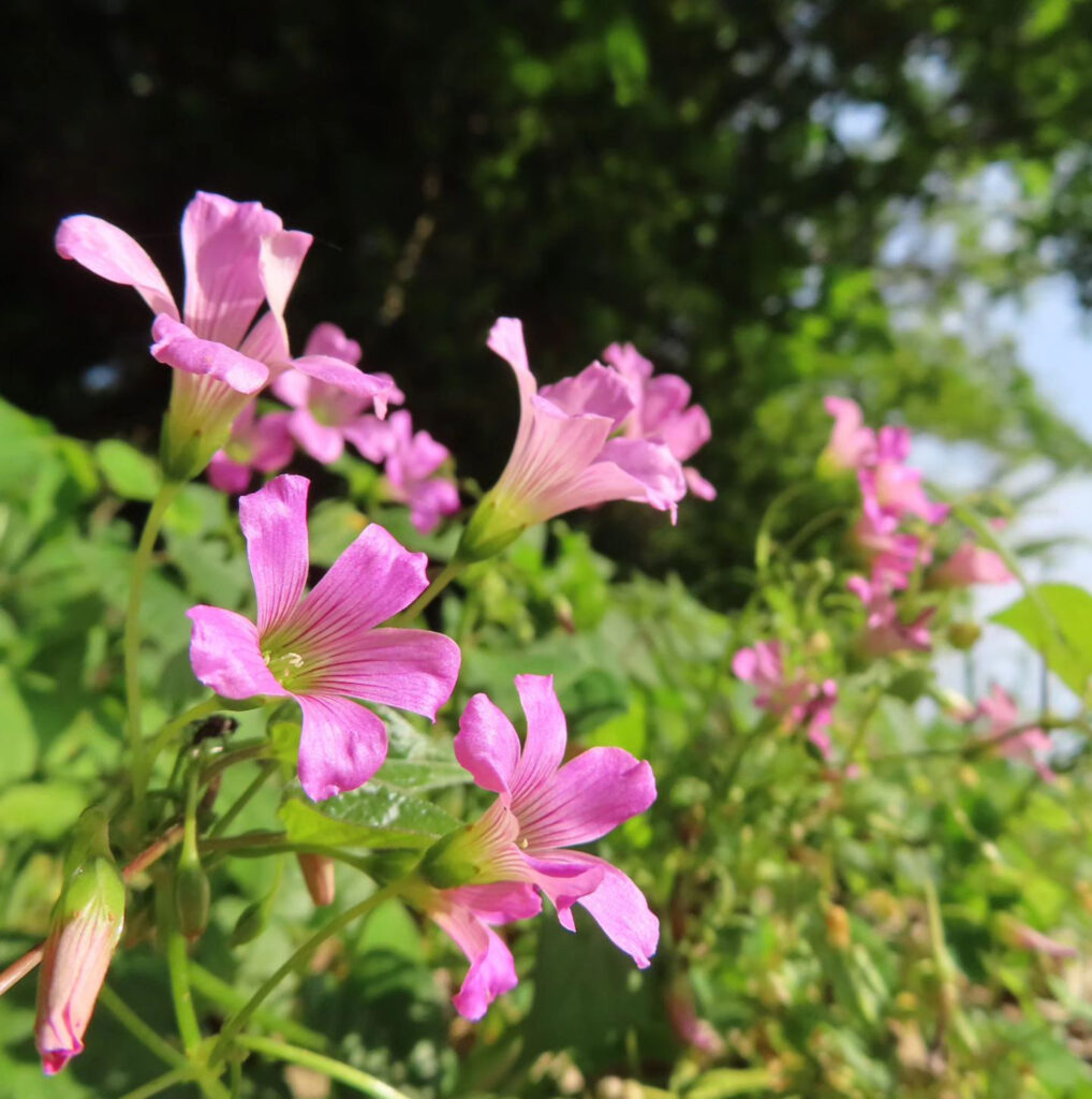 ピンク色の花を咲かせるムラサキカタバミの群生