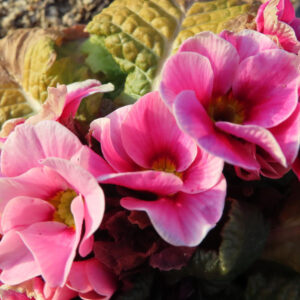 プリムラの春を告げる花を撮影した花写真