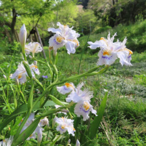 シャガの日陰に咲く文様花を撮影した花写真