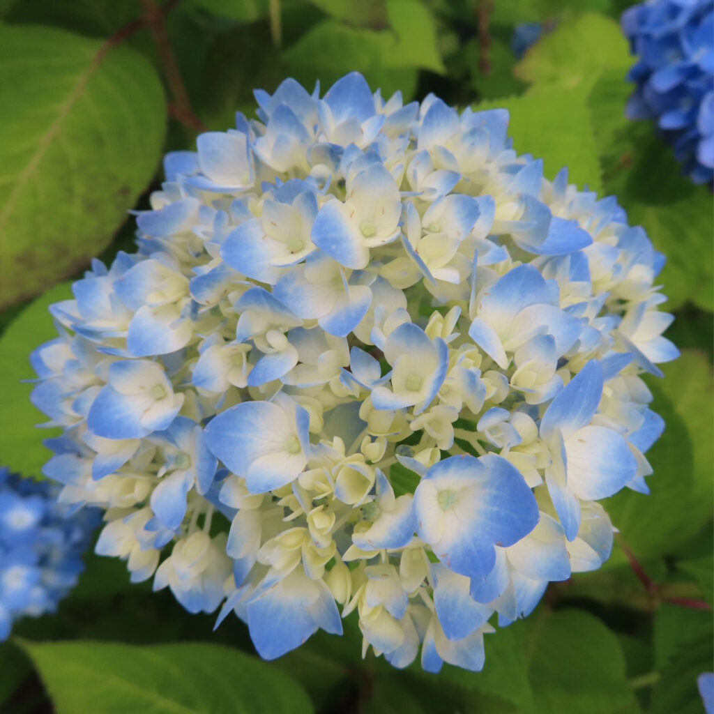 青いアジサイの開花途中