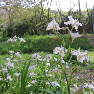 シャガの日陰に咲く文様花を撮影した花写真