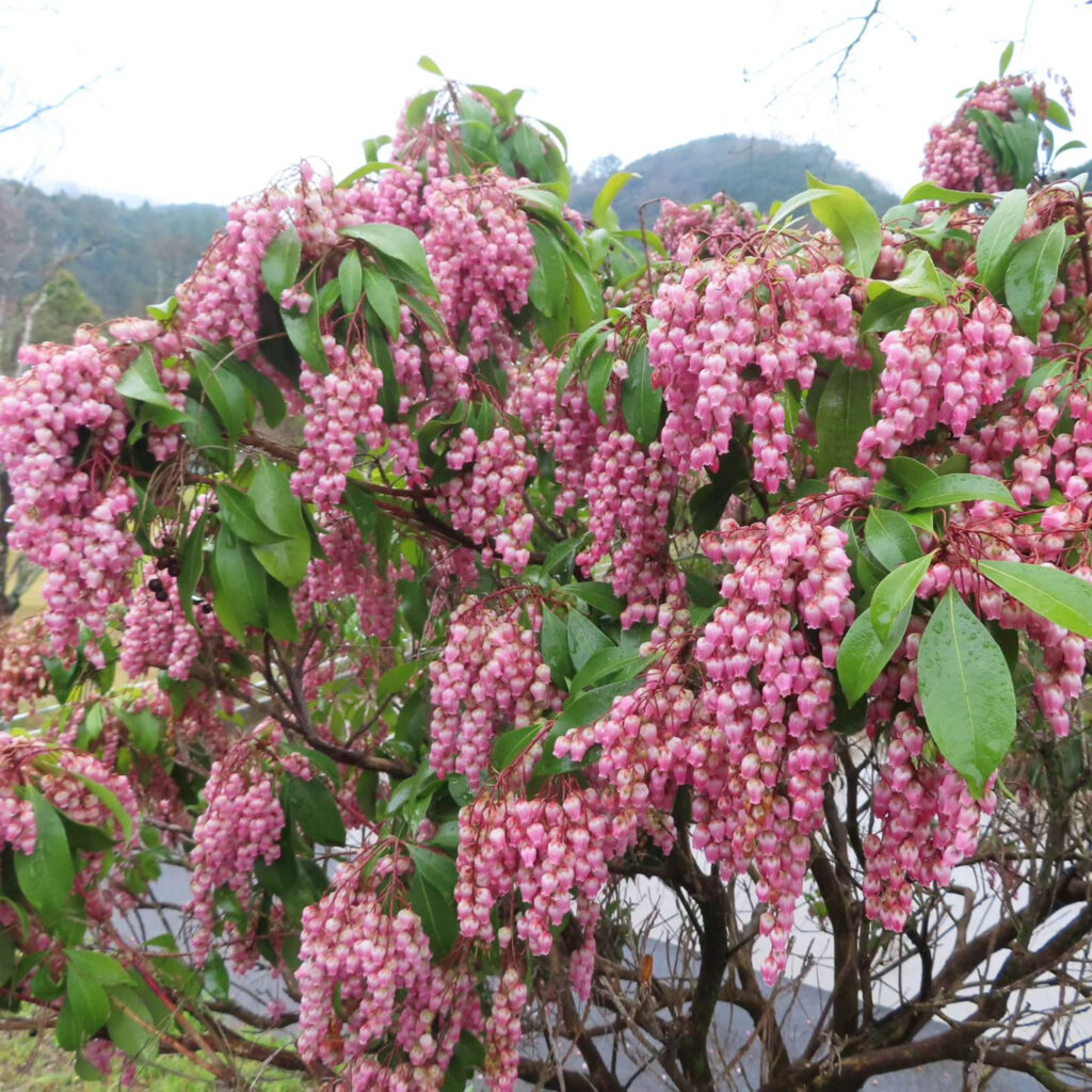 アセビがピンク色の花を咲かせています