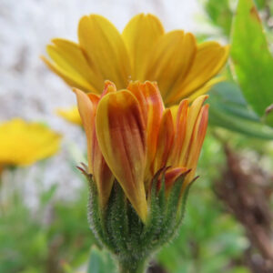 マーガレットの真珠の花を撮影した花写真