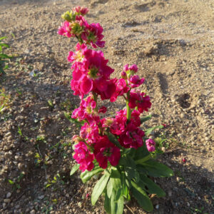ストックのまっすぐ香る花穂を撮影した花写真