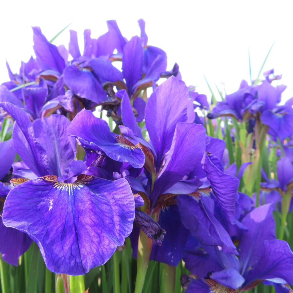 アヤメが紫色の花を咲かせています