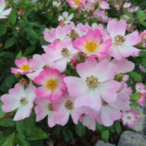 ノイバラの野ばらの白い一重花を撮影した花写真