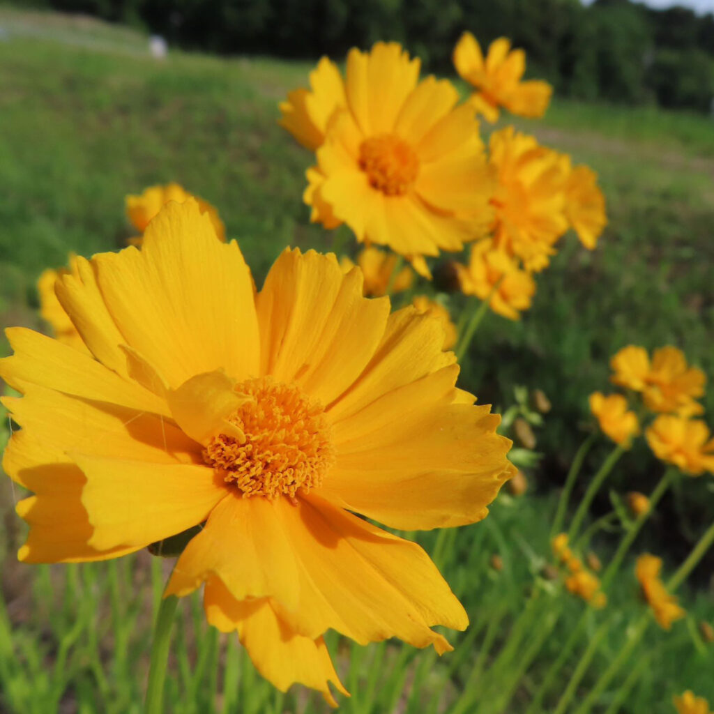 オオキンケイギクの花々