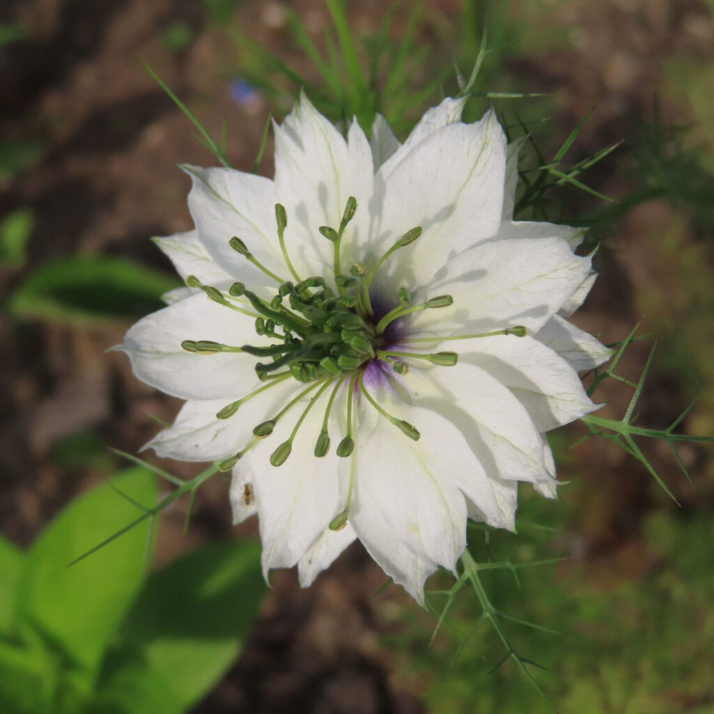 上から見た白いニゲラの花