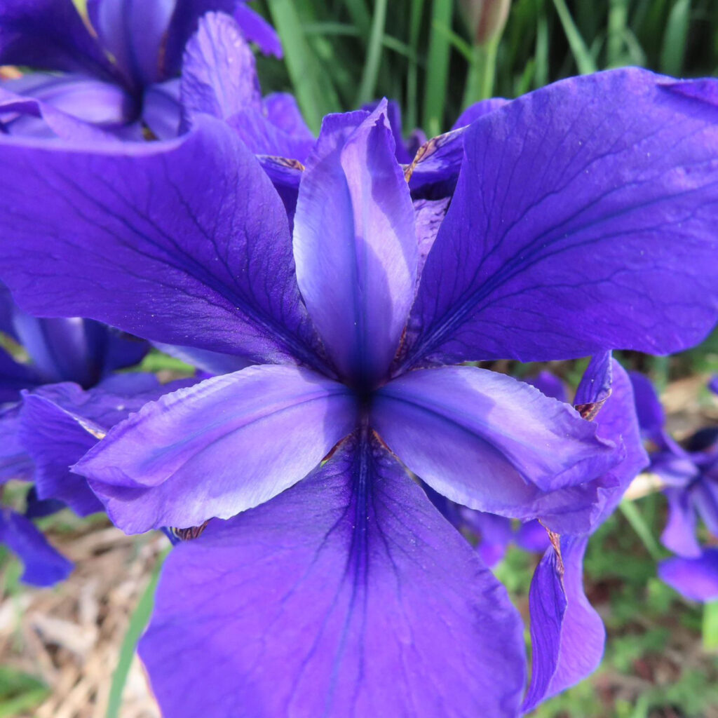 アヤメが紫色の花をさかせています