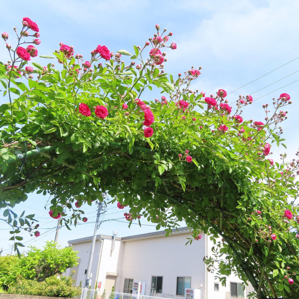 一斉にたくさん開花するピンク色のバラ