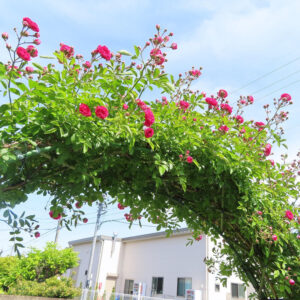 バラの美しく撮るポイントを撮影した花写真