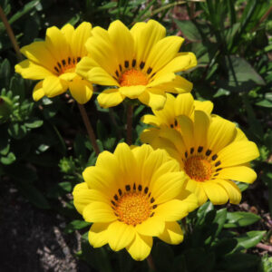 黄色いガザニアの花が群れて咲く様子を鮮明に捉えた写真｜黒い斑点模様が際立つ花弁が特徴