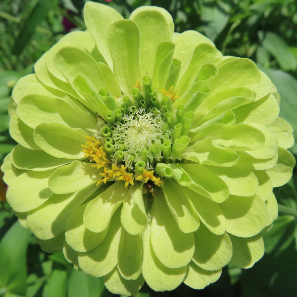 ヒャクニチソウが緑色の花を咲かせています