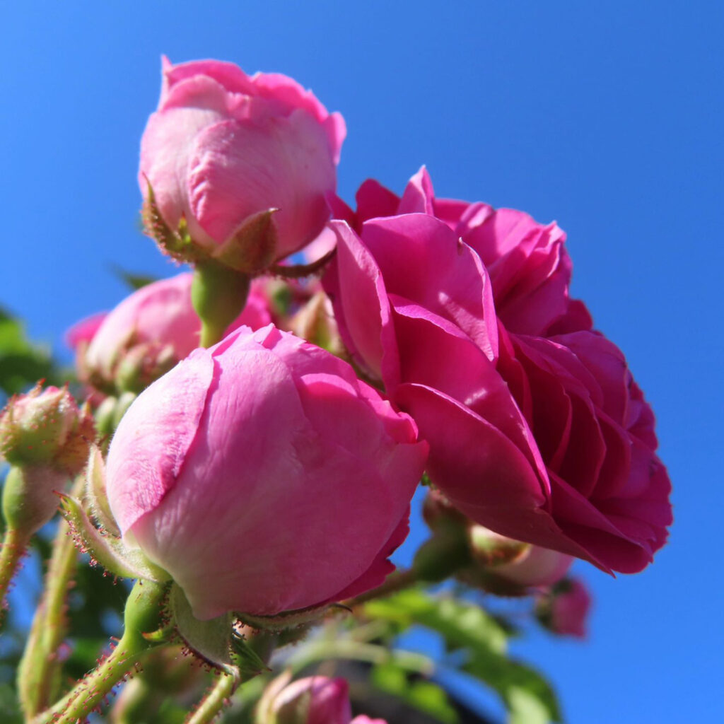 空に映えるピンク色の花の蕾